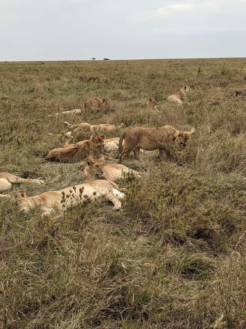4-Days, Serengeti And Ngorongoro Budget Safari. - Practical Aspects and Value