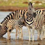 4 Days Tanzania Safari - What’s the Real Value?