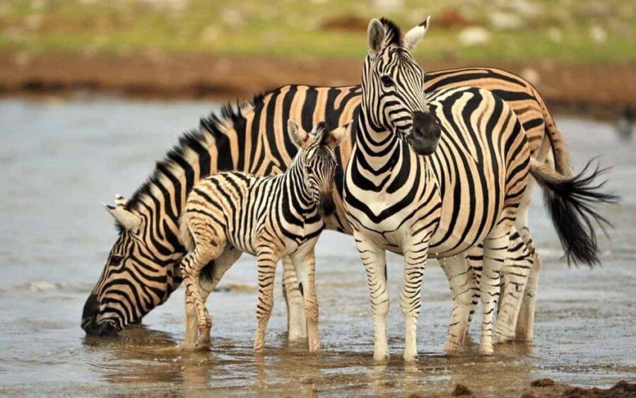 4 Days Tanzania Safari - What’s the Real Value?