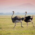 4 Days Tarangire, Ngorongoro, Serengeti Group joining Safari - FAQ