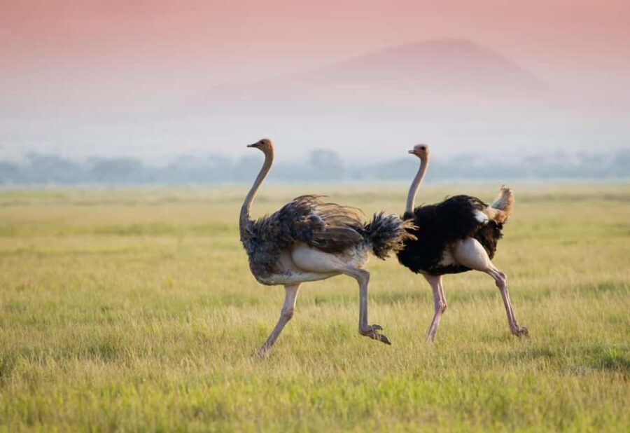 4 Days Tarangire, Ngorongoro, Serengeti Group joining Safari - FAQ