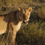 4 Days Tarangire, Serengeti, Ngorongoro Group Camping Safari - Practical Details and What to Expect
