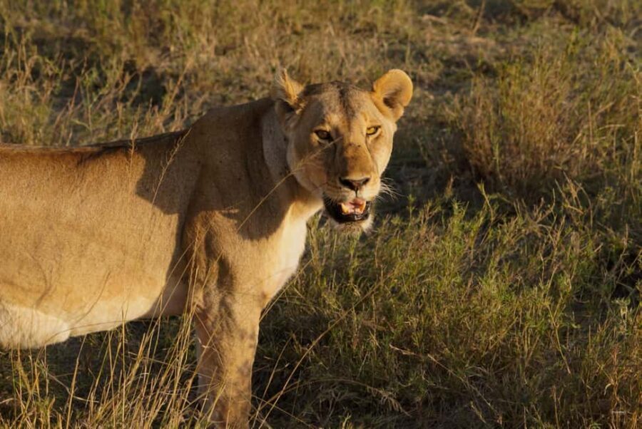 4 Days Tarangire, Serengeti, Ngorongoro Group Camping Safari - Practical Details and What to Expect