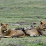 4 days: The Wonders of Tanzania. - Analyzing the Cost: Is It Worth It?