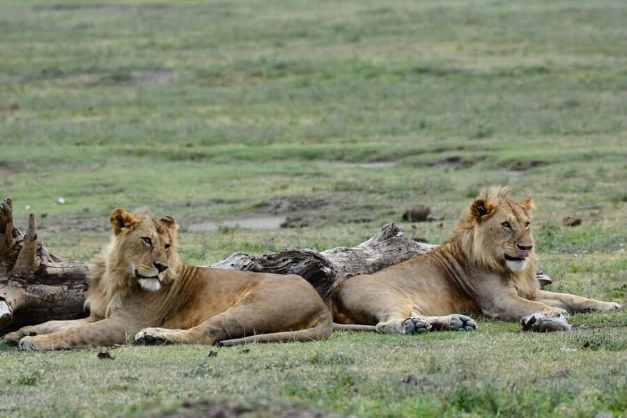 4 days: The Wonders of Tanzania. - Analyzing the Cost: Is It Worth It?