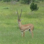 4 days Tsavo East, Amboseli and saltlick lodge safari - FAQ