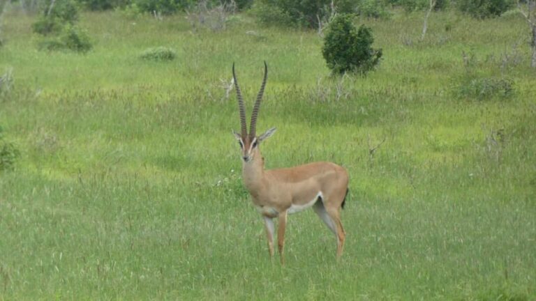4 days Tsavo East, Amboseli and saltlick lodge safari - FAQ
