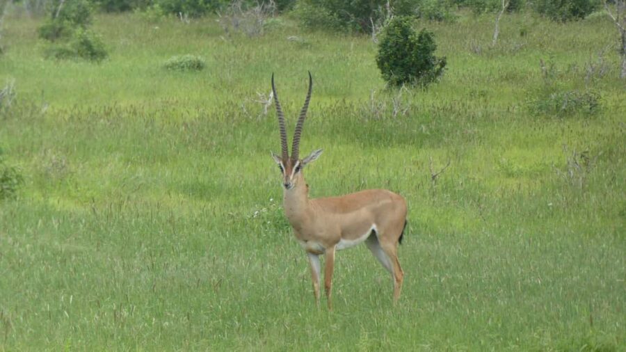 4 days Tsavo East, Amboseli and saltlick lodge safari - FAQ