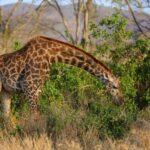 4 Days Tsavo East & Tsavo West safari from Mombasa - Exploring Tsavo East: A Wildlife Wonderland