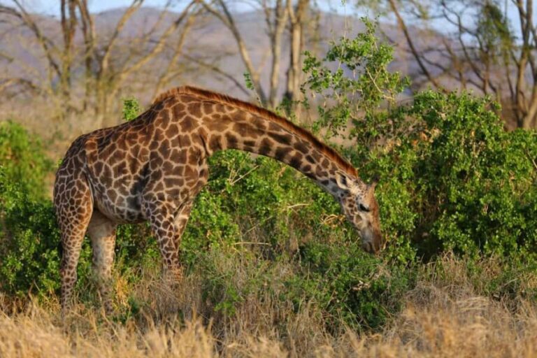 4 Days Tsavo East & Tsavo West safari from Mombasa - Exploring Tsavo East: A Wildlife Wonderland
