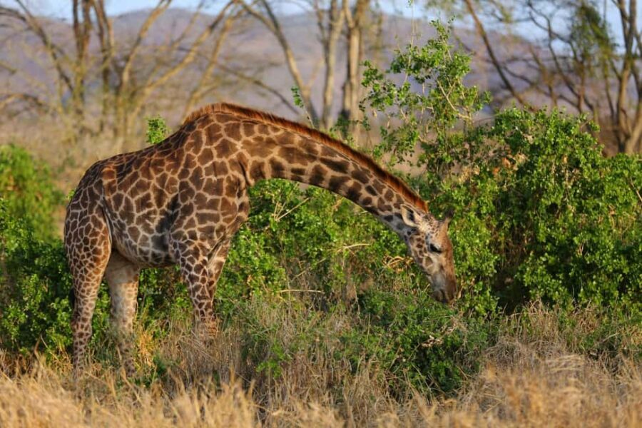 4 Days Tsavo East & Tsavo West safari from Mombasa - Exploring Tsavo East: A Wildlife Wonderland