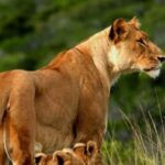 4 Days Tsavo East/West & Amboseli National Park From Mombasa - Authentic Review Insights