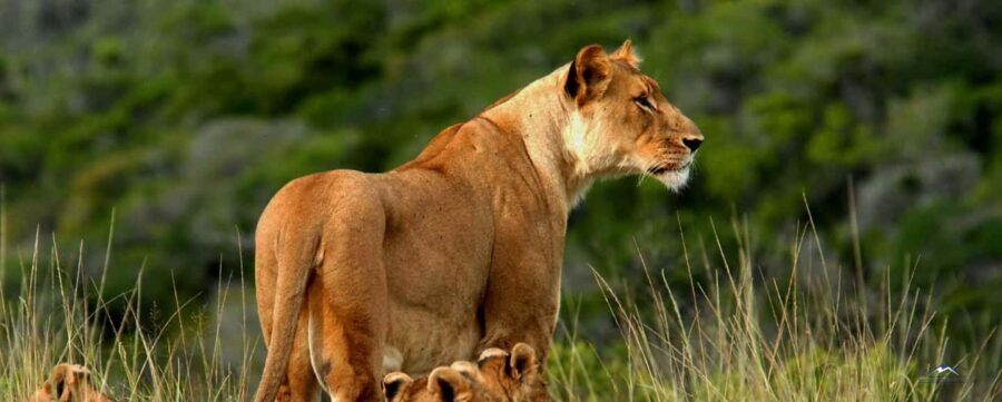 4 Days Tsavo East/West & Amboseli National Park From Mombasa - Authentic Review Insights