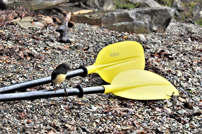 4-hour Lake Mapourika Kayak and Hike adventure, with Okarito Kiwi Sanctuary - Why You Should Consider This Tour