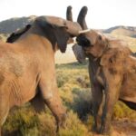 4 Star 5 Days Cape Town Package - Transport & Group Dynamics