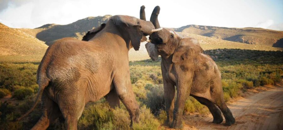 4 Star 5 Days Cape Town Package - Transport & Group Dynamics