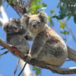 4D3N Best Bits Victoria Sightseeing Tour - An In-Depth Look at the 4-Day Victoria Tour