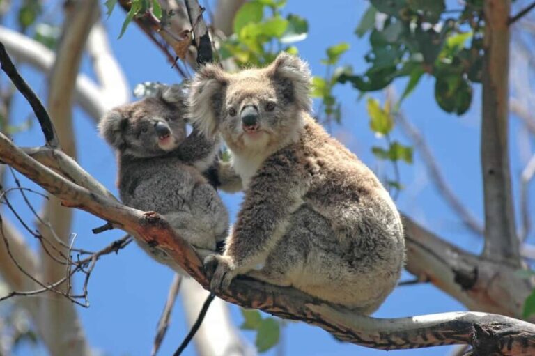 4D3N Best Bits Victoria Sightseeing Tour - An In-Depth Look at the 4-Day Victoria Tour