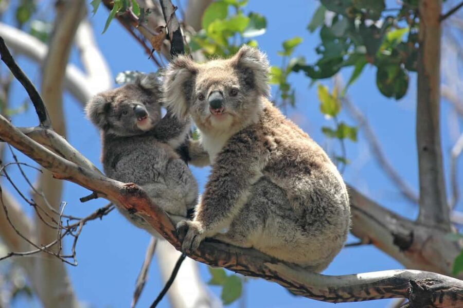 4D3N Best Bits Victoria Sightseeing Tour - An In-Depth Look at the 4-Day Victoria Tour