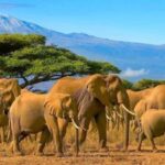 4Day Amboseli & Tsavo West Safari on 4X4 Land Cruiser Jeep - An In-Depth Look at the 4-Day Amboseli & Tsavo West Safari