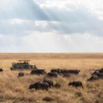 4Day Serengeti Migration MidRange Safari(Northern Serengeti) - Exploring the Itinerary in Detail
