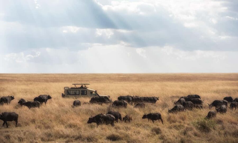 4Day Serengeti Migration MidRange Safari(Northern Serengeti) - Exploring the Itinerary in Detail