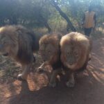 4days Johannesburg - Practical Details and What You Need to Know