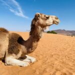 4×4 Jeep Sahara Desert Tour with Lunch & Hotel Transfers - How Does It Value for Money?