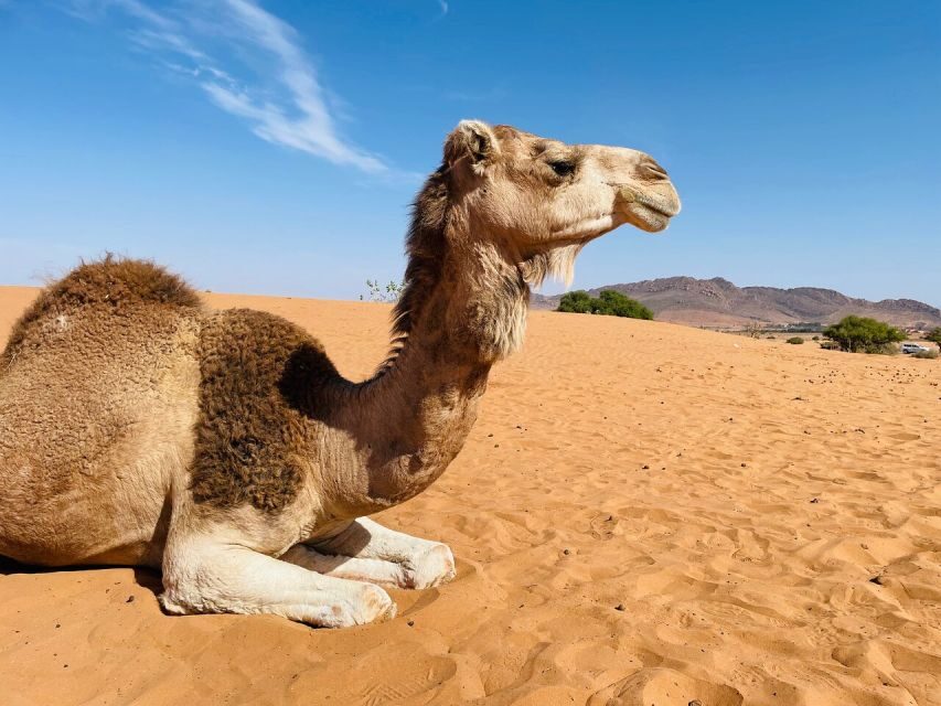 4×4 Jeep Sahara Desert Tour with Lunch & Hotel Transfers - How Does It Value for Money?