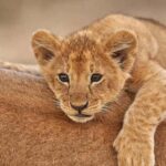 5-Day Affordable Northern Tanzania Safari - Exploring the Itinerary in Detail