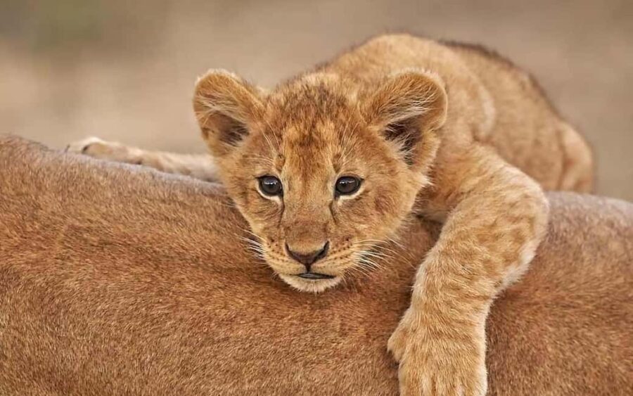 5-Day Affordable Northern Tanzania Safari - Exploring the Itinerary in Detail