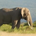 5-Day Amboseli, Lake Naivasha and Masai Mara Luxury Tour - Authentic Insights from Reviewers