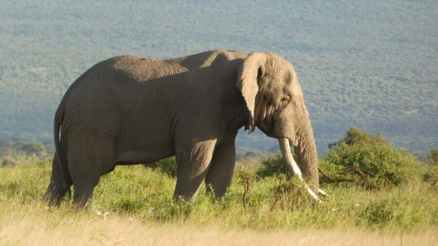 5-Day Amboseli, Lake Naivasha and Masai Mara Luxury Tour - Authentic Insights from Reviewers