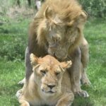 5-Day Best of Tanzania Mid-Range Safari Comfort - Who Should Consider This Safari?