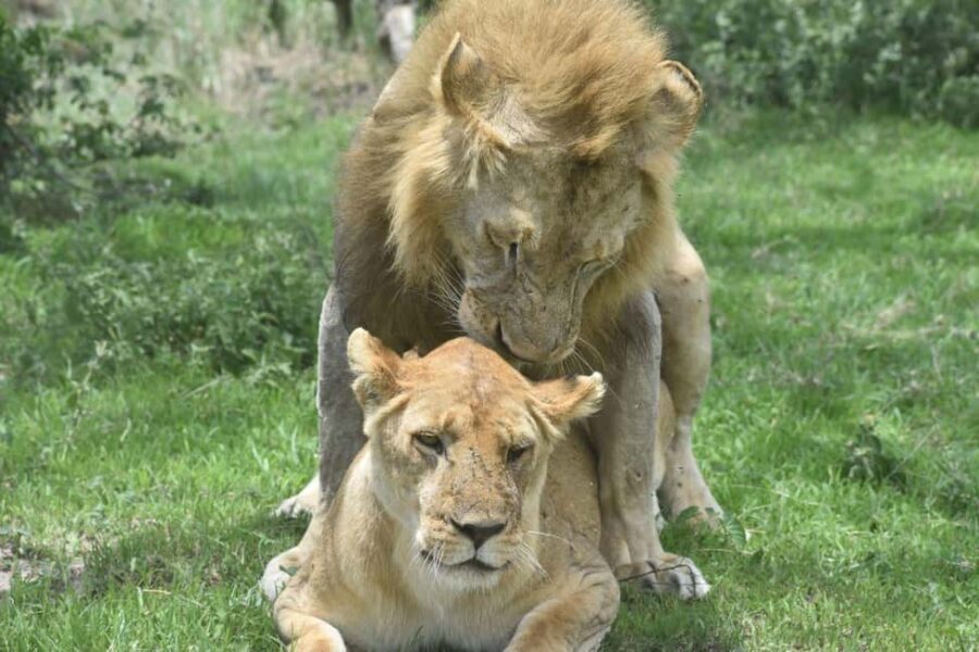 5-Day Best of Tanzania Mid-Range Safari Comfort - Who Should Consider This Safari?