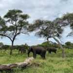 5 Day Best of Tanzania wildlife Safari - The Detailed Experience