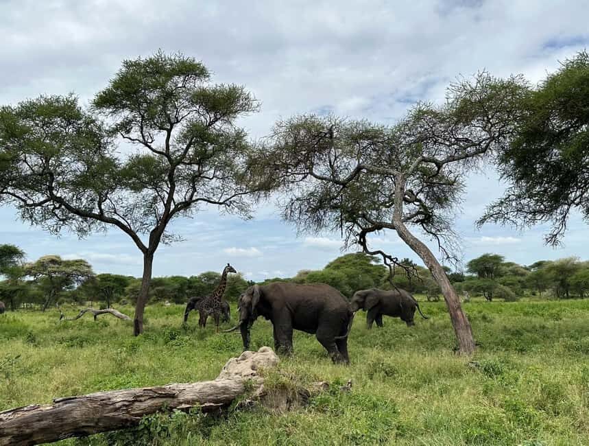 5 Day Best of Tanzania wildlife Safari - The Detailed Experience