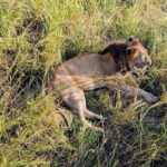 5-day cultural safari  Mikumi & Nyerere National Parks - Day 2: Mikumis Vast Plains & Cultural Encounters