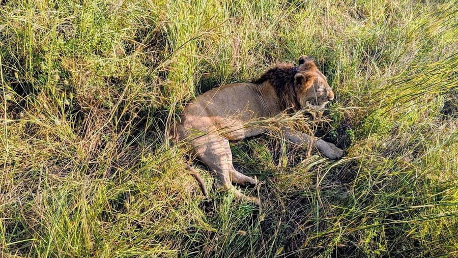 5-day cultural safari  Mikumi & Nyerere National Parks - Day 2: Mikumis Vast Plains & Cultural Encounters