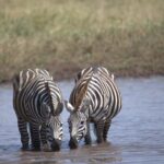 5-Day Join Group Northern Tanzania Safari - Transportation & Guide Experience