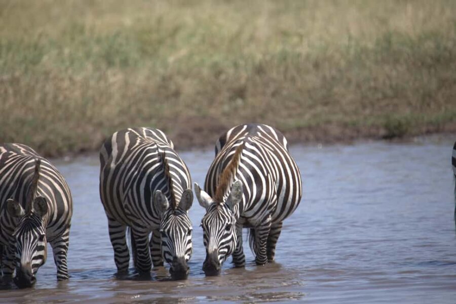 5-Day Join Group Northern Tanzania Safari - Transportation & Guide Experience