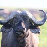5-Day Nature and Wildlife Exploration Across Tanzanias - Day 1: From Arusha to Lake Manyara National Park