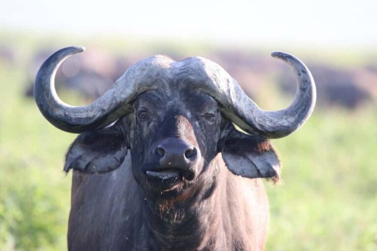 5-Day Nature and Wildlife Exploration Across Tanzanias - Day 1: From Arusha to Lake Manyara National Park