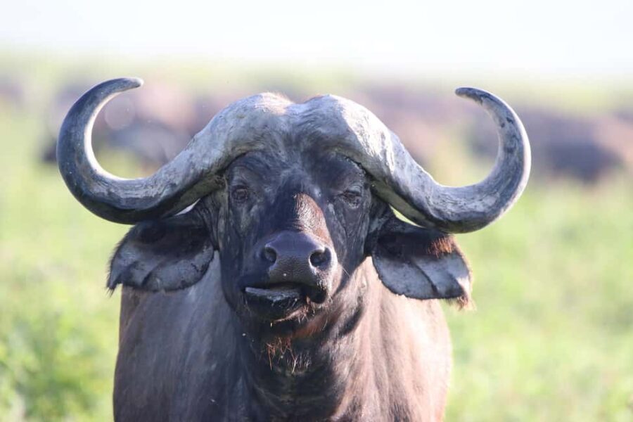5-Day Nature and Wildlife Exploration Across Tanzanias - Day 1: From Arusha to Lake Manyara National Park