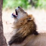 5-day Safari - Who This Tour Is Perfect For