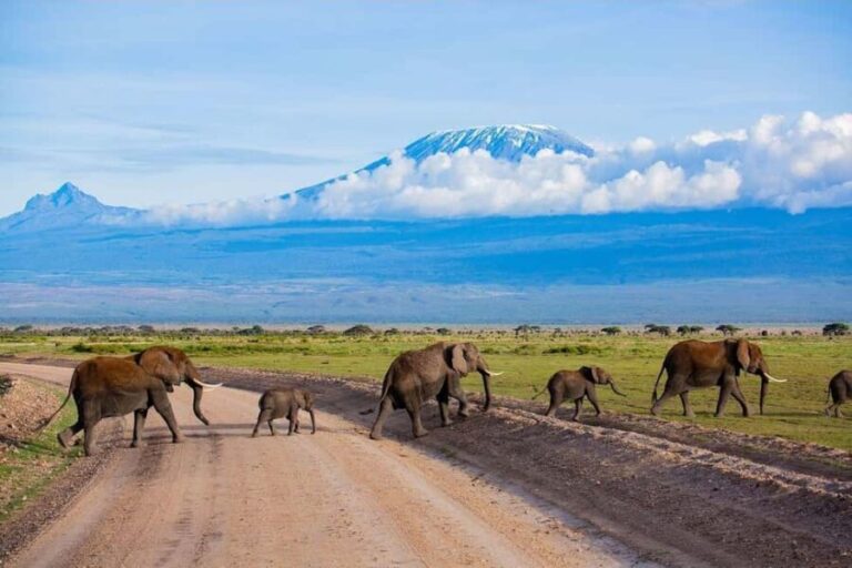 5-Day Safari to Amboseli, Tsavo West,Taita & Tsavo East - Day 2: Amboseli to Tsavo West
