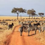 5-Day Safari to Remember into the Wilderness - Starting the Journey: Arusha to Tarangire National Park