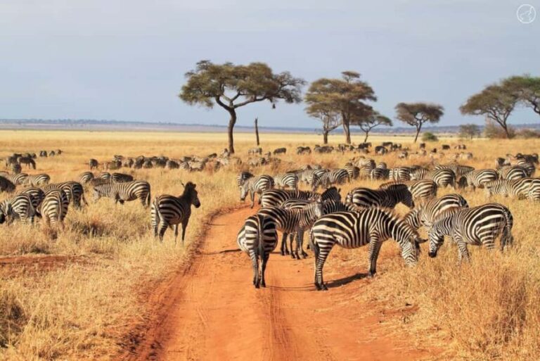 5-Day Safari to Remember into the Wilderness - Starting the Journey: Arusha to Tarangire National Park