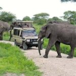 5-Day Safari to Tarangire, Serengeti, and Ngorongoro crater - Transportation & Accommodation