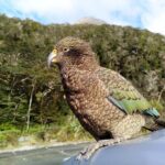 5 Day South Island Tour from Queenstown including Stewart Island - What Makes This Tour Stand Out